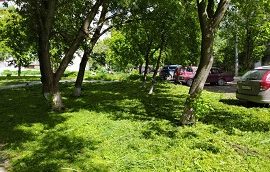 Покос травы на придомовых территориях Покос травы на придомовых территориях
